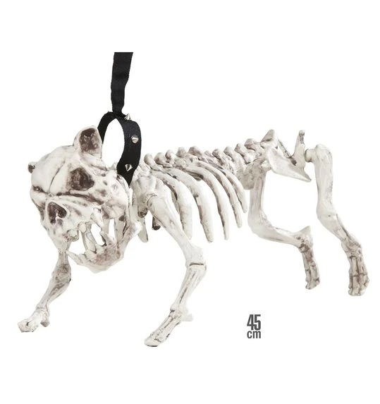 Honden Skelet 1 Honden Skelet