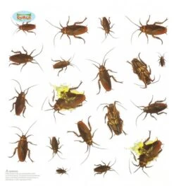 Stickers Kakkerlakken