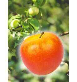 Plastic Appel Decoratie